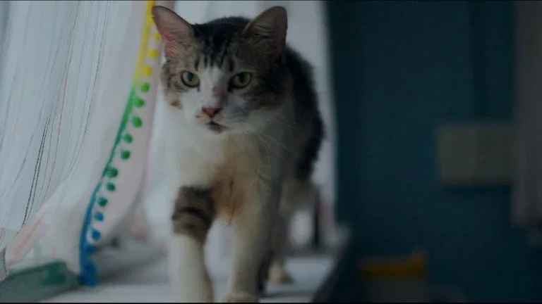 Max, Min and Meowzaki (2026): A Sweet, Overlong Drama of Healing and Cats